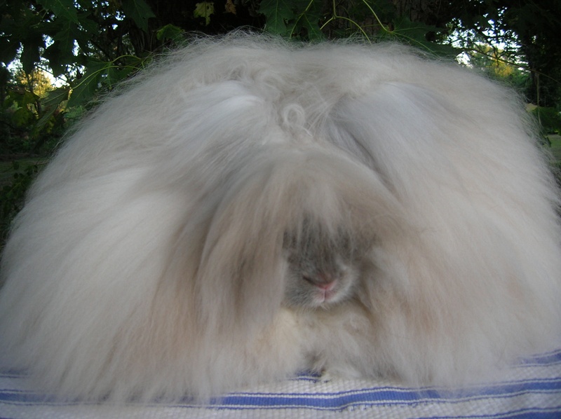 new jersey wooly rabbit